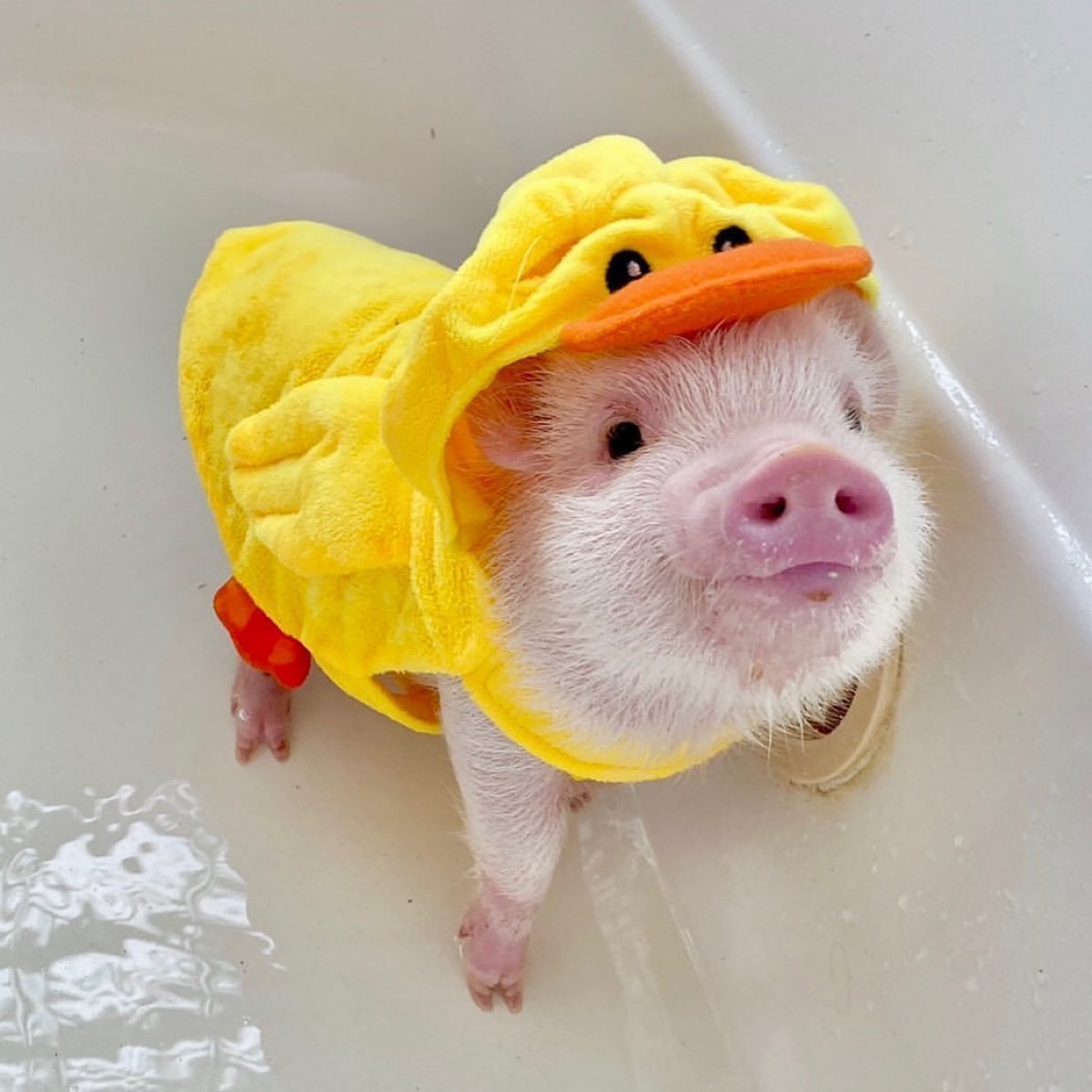 官方抖音号 @网易大神 下载大神 游戏圈 梦幻西游手游 向做一只猪