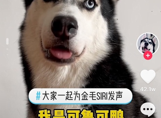 我为siri发声,_大神