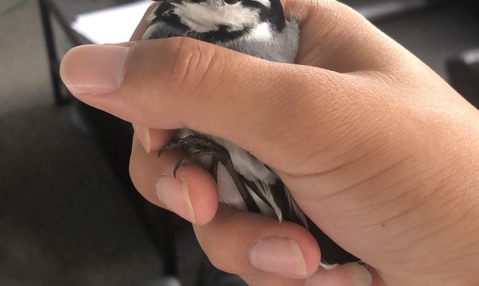 办公室飞来一直喜鹊,你是来拉屎的吗_大神