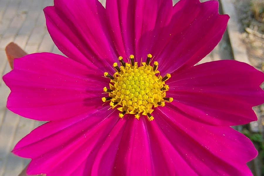 R让花成花，让树成树；山水一程；不再相逢_梦幻西游手游 | 大神